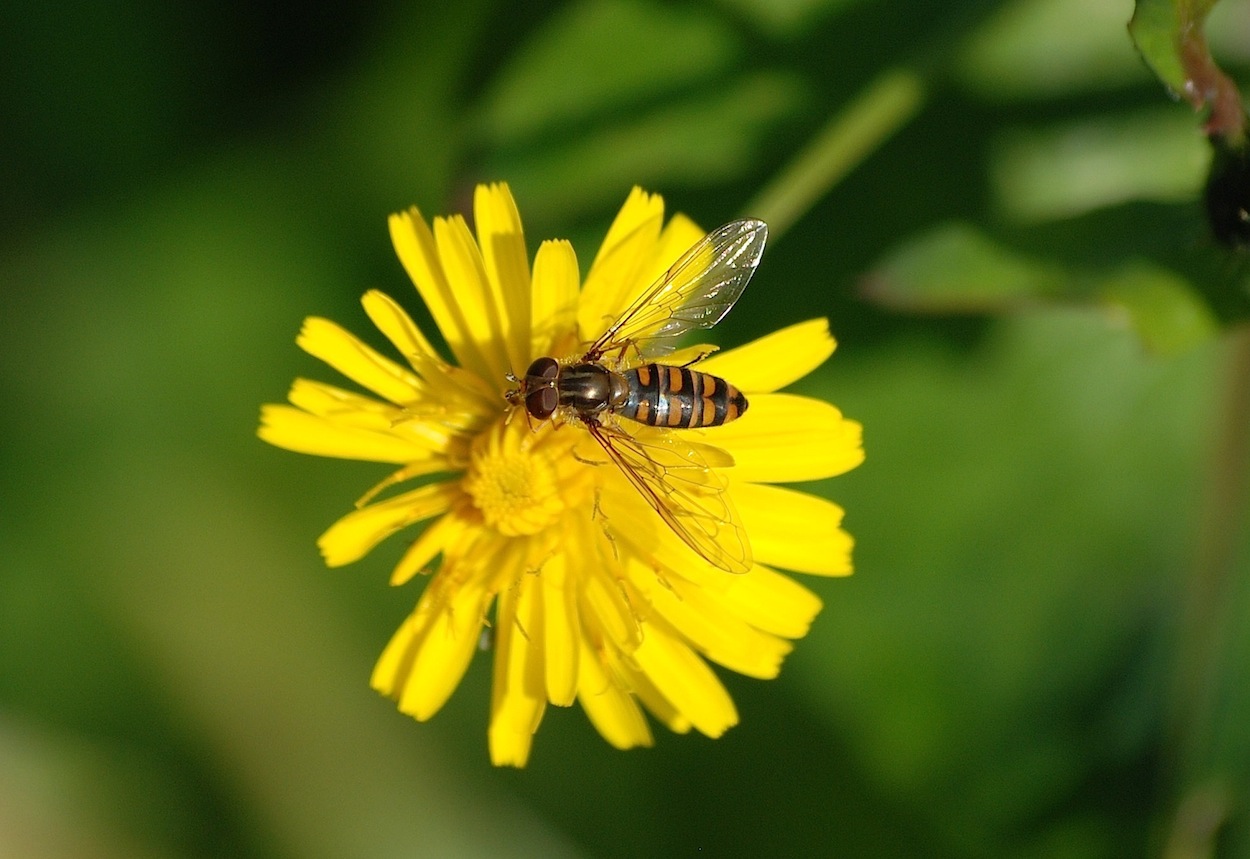 Episyrphus balteatus